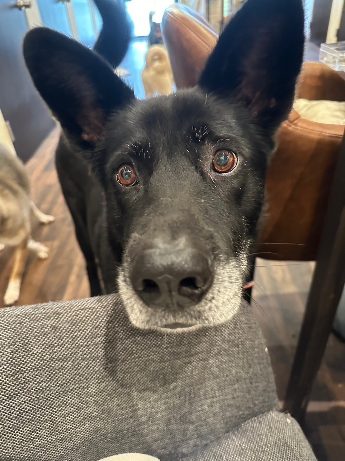 犬種