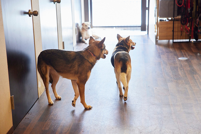 保護犬の現状