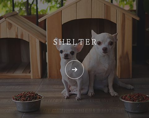 SHELTER